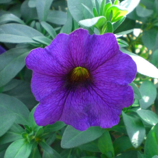 Petunia-Calibrachoa Cross