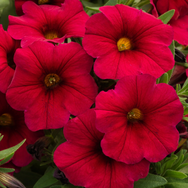 Petunia-Calibrachoa Cross