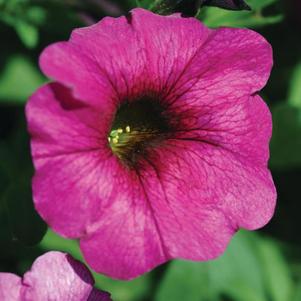 Petunia-Calibrachoa Cross