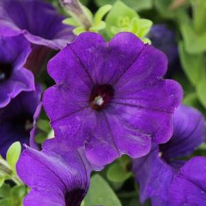 Petunia hybrida 'Sanguna Blue'