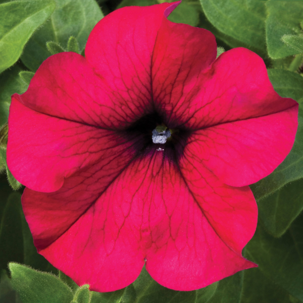 Petunia hybrida 'Sanguna Burgundy'