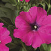 Petunia hybrida 'Sanguna Lipstick'