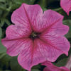 Petunia hybrida 'Sanguna Rose Vein Imp'