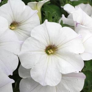 Petunia hybrida 'Sanguna White Imp'