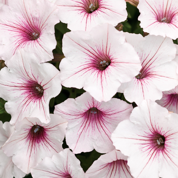 Petunia hybrida 'Supertunia Vista Silverberry'