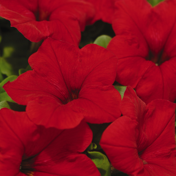 Petunia hybrida 'Madness Red'