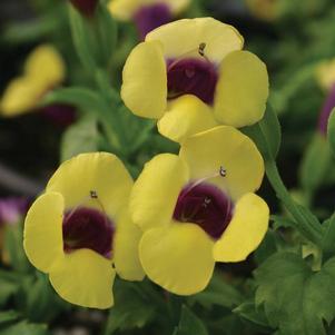 Torenia hybrida 'Catalina Gilded Grape'