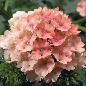 Verbena hybrida 'Magalena Peach'