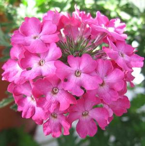 Verbena hybrida 'Magalena Plum Frost'