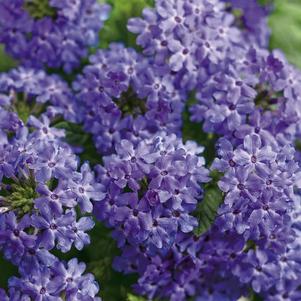 Verbena hybrida 'Superbena Royale Chambray'