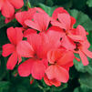 Geranium Interspecific pelargonium interspecific 'Caliente Hot Coral'