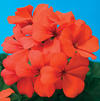 Geranium Interspecific pelargonium interspecific 'Caliente Orange'