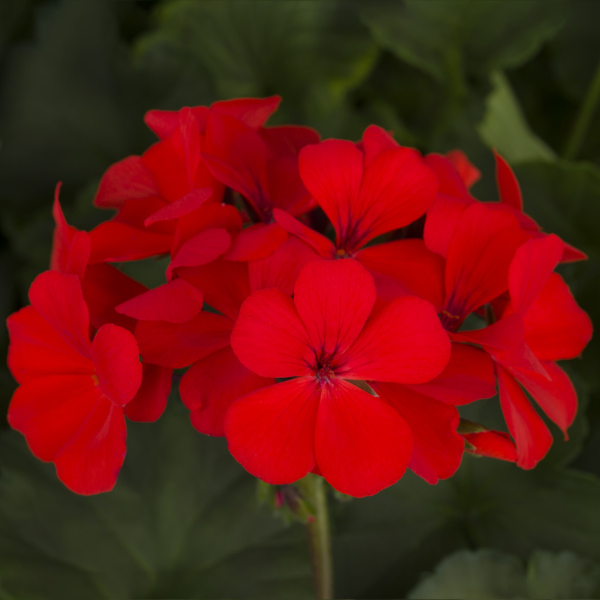 Geranium Interspecific pelargonium interspecific 'Caliente Orange'