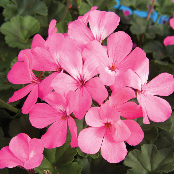 Geranium Interspecific pelargonium interspecific 'Caliente Pink'