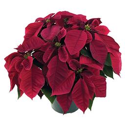 Poinsettia euphorbia pulcherrima 'Cortez Burgundy'