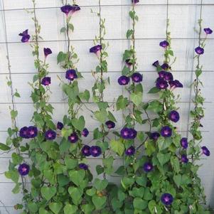 Morning Glory ipomoea nil 'Star of Yelta'