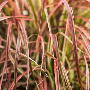 Ornamental Grass setaceum 'Pennisetum-Fireworks'