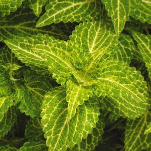 Coleus scutellarioides 'Electric Lime'