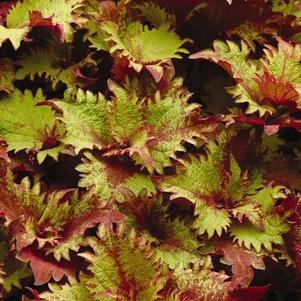 Coleus scutellarioides 'Henna'