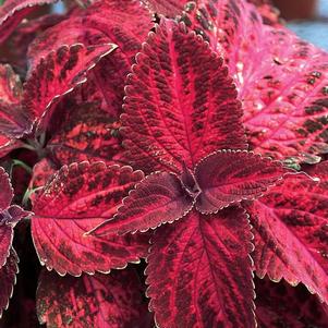 Coleus scutellarioides 'Kingswood Torch'