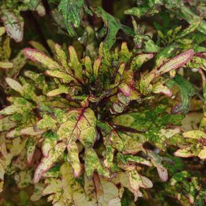 Coleus scutellarioides 'Mint Mocha'