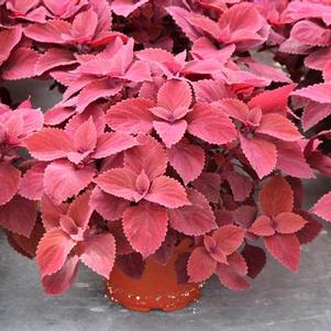 Coleus scutellarioides 'Red Head'