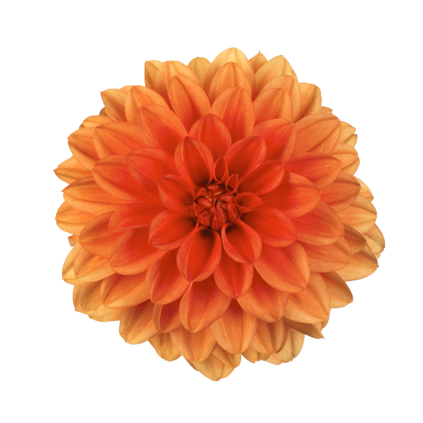 Dahlia hybrida 'Hypnotica Orange'