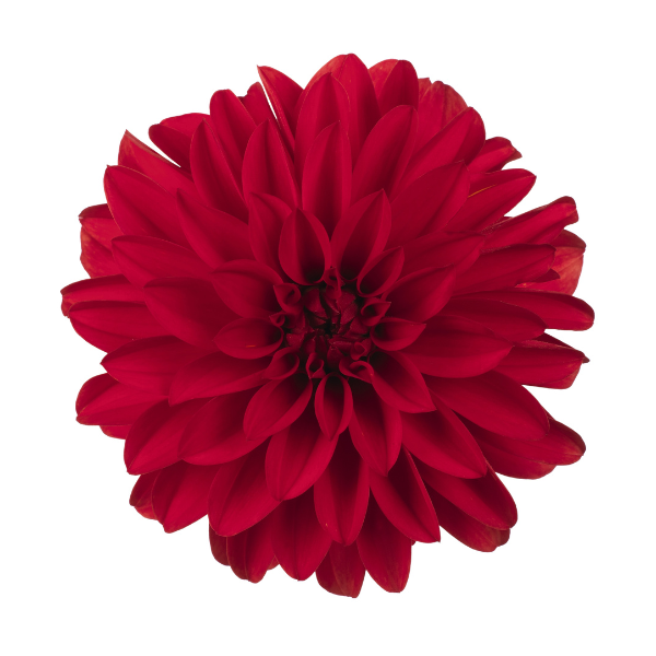 Dahlia hybrida 'Hypnotica Red'