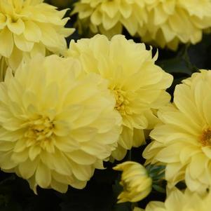 Dahlia hybrida 'Hypnotica Yellow Imp'