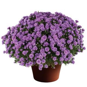 Aster Novi-Belgii 'Henry I Blue'