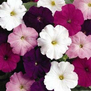 Petunia hybrida 'Madness Waterfall Mix'