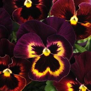 Pansy viola x wittrockiana 'Spring Matrix Sangria'