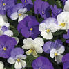 Viola cornuta 'Penny Winter Mix'