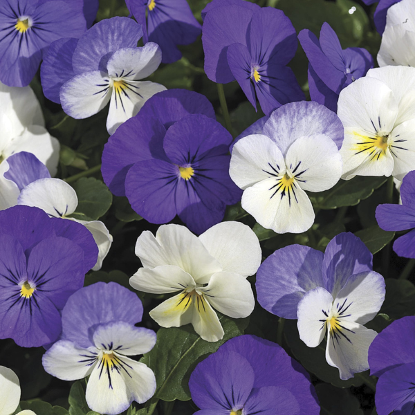 Viola cornuta 'Penny Winter Mix'