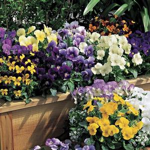 Viola cornuta 'Penny Lane Mix'