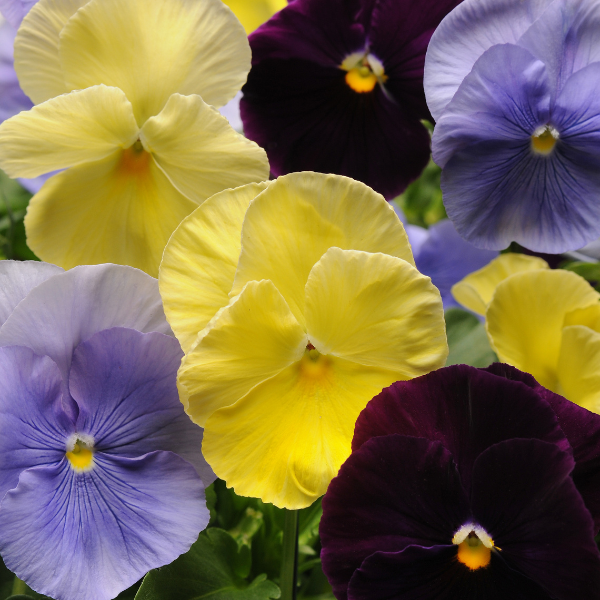 Pansy viola x wittrockiana 'Spring Matrix Tricolor Mix'