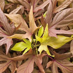 Ipomoea batatas 'Illusion Garnet Lace'