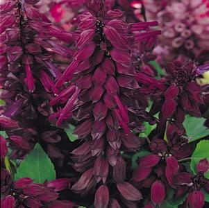 Salvia splendens 'Vista Purple'