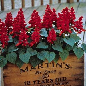 Salvia splendens 'Vista Red'