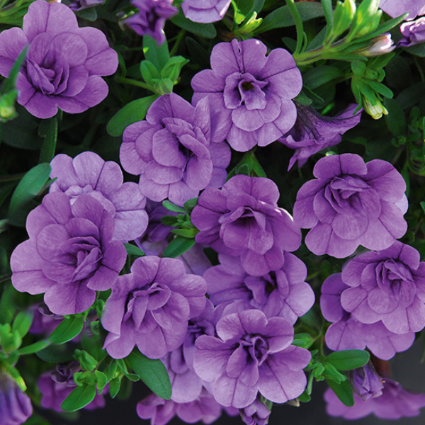 Calibrachoa hybrida 'Minifamous Neo Double Amethyst'