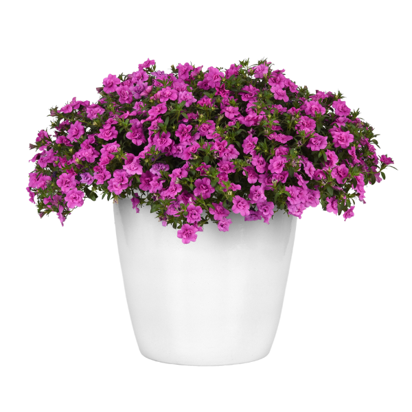 Calibrachoa hybrida 'Minifamous Neo Double Pink '24'