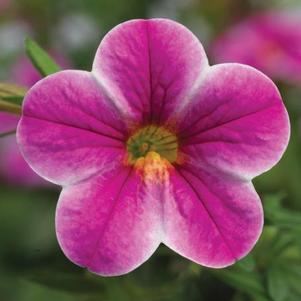 Calibrachoa hybrida 'Callie Star Pink'