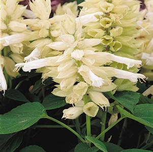 Salvia splendens 'Vista White'
