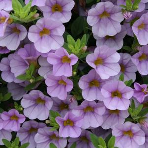 Calibrachoa hybrida 'Superbells Miss Lilac'