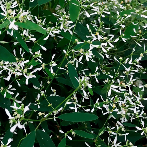 Euphorbia hypericifolia 'Euphoric White Imp'