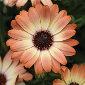 Osteospermum ecklonis 'Tradewinds Cinnamon'