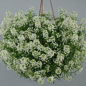 Lobularia hybrida 'Stream Silver'