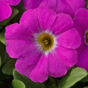 Petunia-Calibrachoa Cross