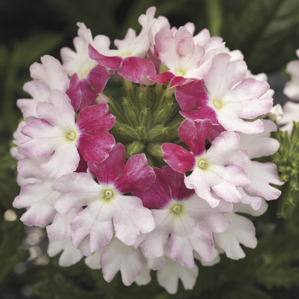 Verbena hybrida 'Lanai Twister Pink'