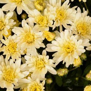 Mum chrysanthemum x morifolium 'Bertha White'